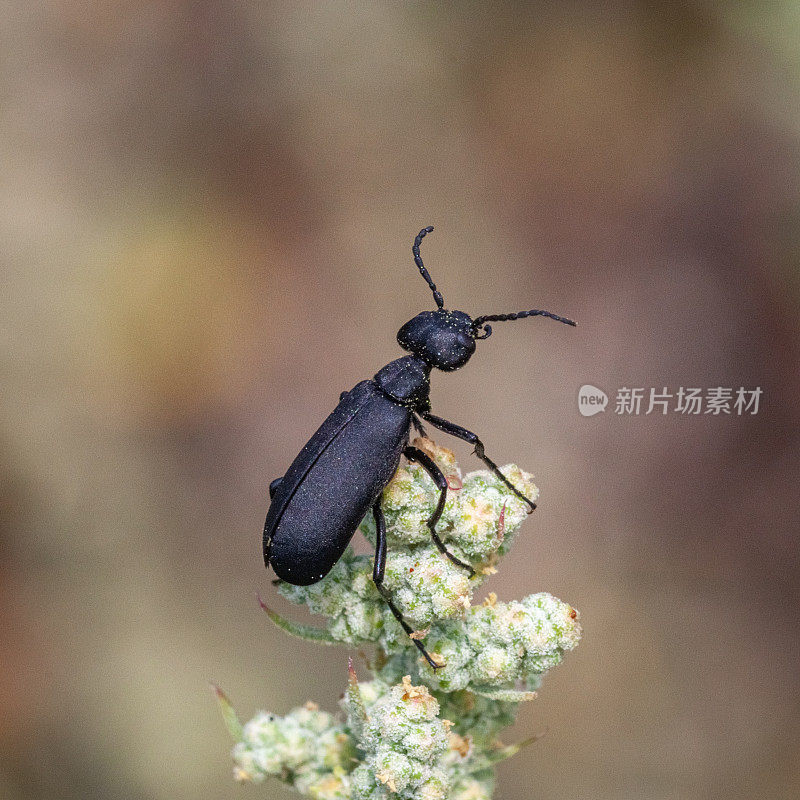 黑甲虫或黑紫菀，(Epicauta pensylvanica)，黑水泡甲虫或黑紫菀。